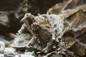 Huge Alligator Snapping Turtle Caught in Texas is Nearly the Size of the Guy Holding It