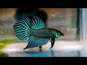 Betta Mahachaiensis - Documental Completo | Un Betta único.