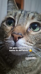 2M views · 76K reactions | Defendiendo a mishi  #reelsviral #catlovers #michis #gatos #catlover | Somos KAI y LUA | Facebook