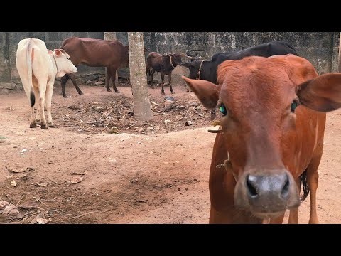 Cow Shiva: LIVE Q&A on Desi Cow Farming! Hen duck live
