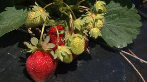 33K views · 123 reactions | Des chercheurs québécois ont mis au point une formule pour prévoir le rendement des fraises d'automne trois semaines à l’avance. Une méthode plus sophistiquée et plus précise qu'auparavant. bit.ly/29jPTVl | Le Téléjournal 18 h | Facebook
