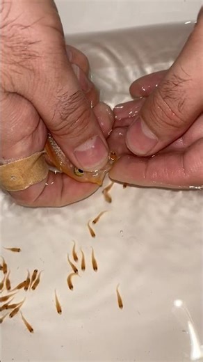 Aquarium fish giving birth