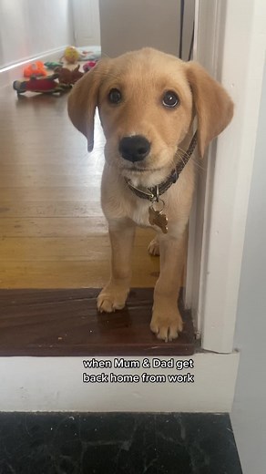 Adorable Beagle Golden Retriever Mix Puppy Waiting for Owners | Otis The Lab