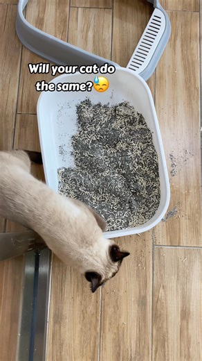 🐾 A Smarter Way to a Cleaner Home Meet the CATLINK SE Self-Cleaning Litter Box — upgraded with a lower, easier entry for every cat, double odor control for a fresher home, and a compact yet spacious design that fits any space beautifully. Say goodbye to daily scooping | Catlink