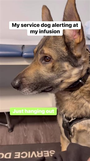 Trained Alert Dogs for Medical Conditions