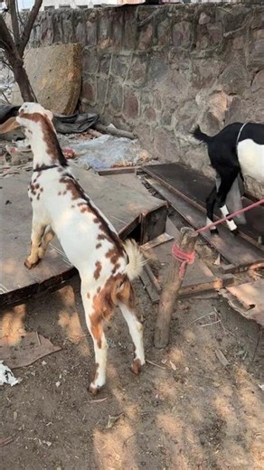 Baby Goat Can't Stop Hopping