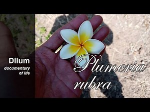 Frangipani (Plumeria rubra) - part 4