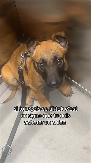 Adopter plutôt qu'acheter : un message d'amour pour les chiens
