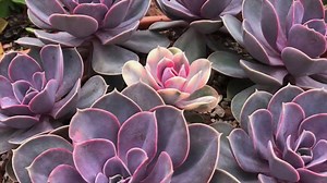 Echeveria Watering: How To Water Echeveria Plants