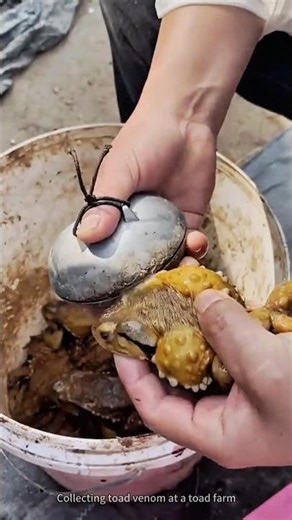 Collecting toad venom at a toad farm.