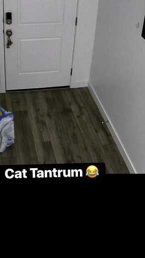 416K views · 2.9K reactions | Cat Tantrum  #catvideo #funnyvideo #catlovers #tantrum #cat #funnyreelsviral | Luna & Ghost | Facebook