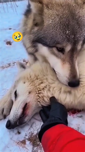 The Day the Wolf Didn’t Return 🥹