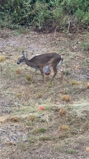 I can’t believe this old doe was so popular. The last video of her has over 900K views. I saw her again yesterday evening and watched her for about an hour. Other than this huge mass, she seems fine and healthy. I can tell that it is still continuing to grow. Georgia Department of Natural Resources - Georgia DNR | Scott Williams