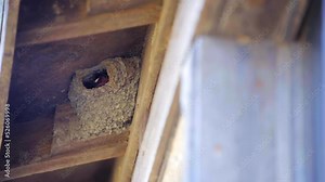A barn swallow mates feed their young in a mud nest built under the rafters of cabin or shed