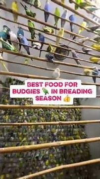 Best food for budgies🦜. #bestfoodforbudgies#bestdietforbudgies#foodforbudgies#budgiesfood