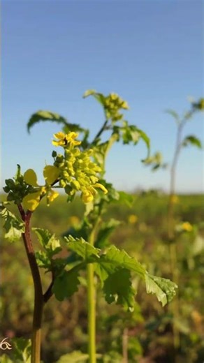 Woodland Escape 🌳