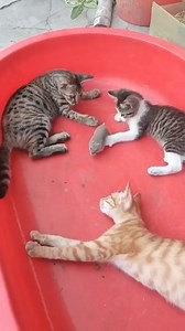 Adopted mouse got bullied 🥺 | Pawsitive Vibes