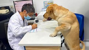 This dog booked a vet visit all by itself