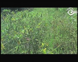 50K views · 2.3K reactions | The reluctance in trying new farming...