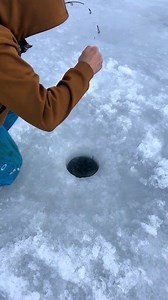 ikan Burbot hidup di air es yang dingin #ikanburbot #ikanyanghidupdisalju | Ade Brajamusti