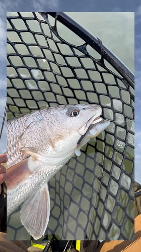 3K views · 75 reactions | For everyone asking, the Gobius DOES WORK in saltwater! Where will you be throwing the Gobius?! #gobius #elaztech #10xTough #zmanfishing | Z-Man Fishing Products | Facebook