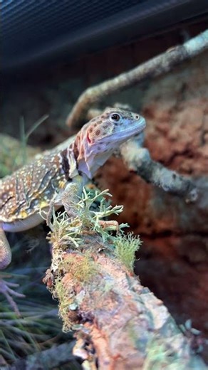 Breeding Collared lizards/ new theory ??