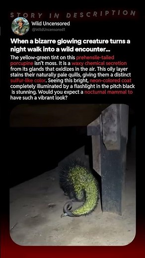 When A Bizarre Glowing Creature Turns A Night Walk Into A Wild Encounter...