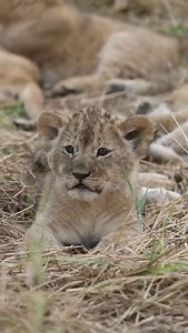 Animal Planet TV on Reels