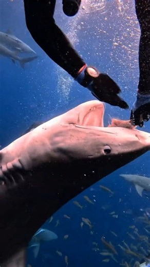 12 reactions | Feeding a tiger shark… What could possibly go wrong? 麗 #diving #shark #oceanlife #usa #canada #australia #UK #southafrican #newzealand | Shark Fun Hub | Facebook
