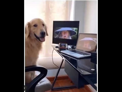 Gandalf Epic Sax Guy, but the dog is vibing too...