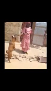 1.5M views · 20K reactions | It looks like his foreleg is broken  | Dolly Gugs | Facebook