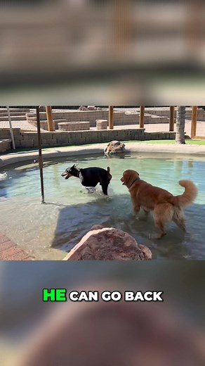 3.8K views · 17 reactions | Letting dogs work it out can be tough! It's important for them to learn boundaries, but also know they have a right to defend themselves if another dog is being too aggressive. Gotta watch out for them rose-colored glasses! #DogTraining #DogBoundaries #DogTraining #DogBoundaries #DogBehavior #PackLife #DogTips | Dogs Tips | Facebook