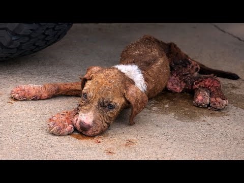 14-Week-Old Puppy Was Found Barely Alive Under A Truck
