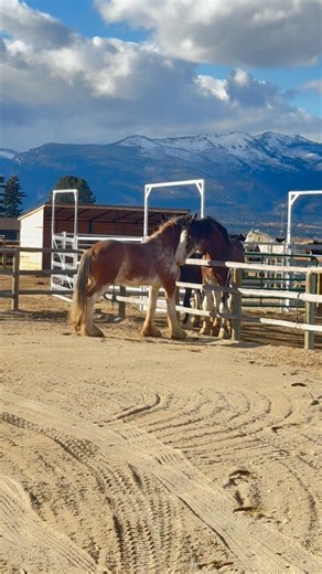 They’re a beautiful trio! ❤️🐴 LOCHLYN, REDFORD & VELVET🐴❤️ #clydesdale #rescuedismyfavoritebreed | 1 Horse At A Time Draft Horse Rescue