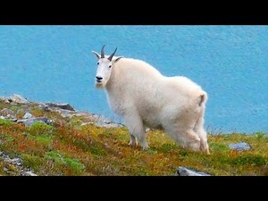 It's prime time for spotting mountain goats at these two Utah locations