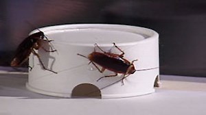 Watch Modern Marvels Season 10 Episode 49 - The Exterminator