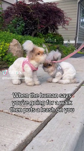 English Angora Bunny and Rabbit Fun Compilation