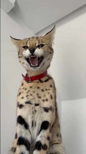 Serval cat meowing and hissing 🥰Leona cat #cat #savannahcat #serval #meow #asmr