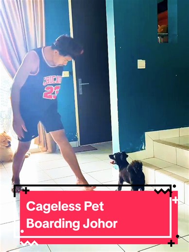 Cageless Pet Boarding Service in Johor