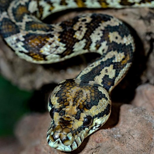 Serpents and Snakes: Exploring Their Species Relationship - All The Differences
