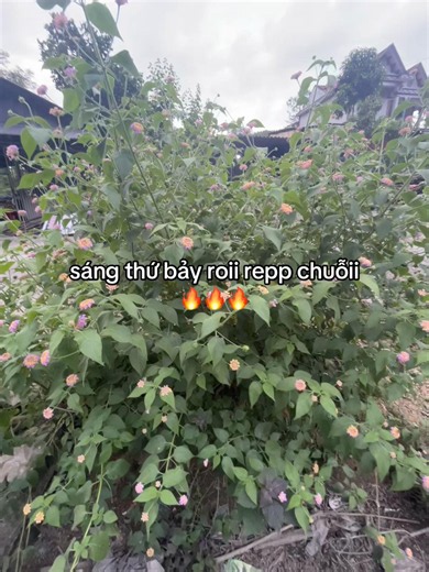 sáng thứ bảy rồi rep chuỗi 🔥