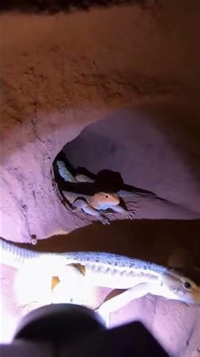 Lizard-Cam: Exploring a Hidden Underground Reptile Den
