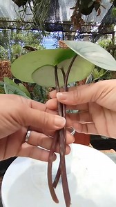 135K views · 1.3K reactions | Successfully propagated | Peperomia Leaf cutting #propagationtechnique #plantingdesign #propagationsuccess #fblifestyle #plantpropagation #gardening Mamalyn's Garden | Mamalyn's Garden | Facebook