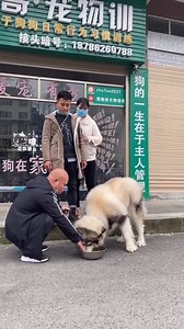 Bad dog training.mp4 | Missgranny506