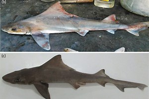 Rare shark species thought to be extinct rediscovered after decades