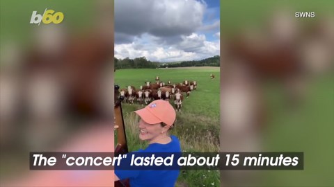 Moment Herd of Cows Rush Down Field to Enjoy Free Jazz Concert