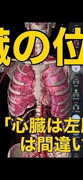 [Location of the heart] Is it wrong to believe that the heart is located on the left side of the ...