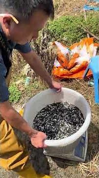 Tiny Fish Swimming Freely – A Calm & Satisfying Water Moment 🐟💧