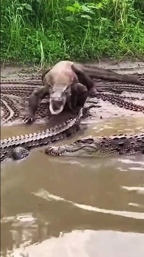Can Two Crocodile Fight Back A Comodo Dragon Ambush? part 61 #comododragon #crocodile #danger