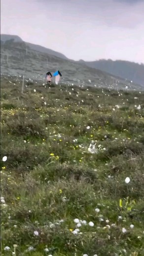 💰Type “Yes” to affirm💰 @wealth.manifestation01 🗣️Speak this secret 9-word script and change your life. They say it reprograms your DNA to make your wishes come true way faster. Just whisper these words, and you might just see wonders! I was skeptical at first, but boy, was I wrong! 🌟 Click the link in my bio @wealth.manifestation01 to check it out. ✨ 🎥Credits: @wealth.manifestation01 Make sure to follow @wealth.manifestation01 for daily inspiration and guidance on your wealth journey. 💸 Li